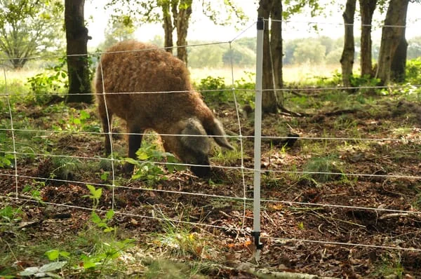 Gallagher - 062973GAL - Wildschweinnetz (75cm x50m)