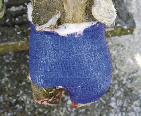 Kerbl - VV1667 - Blauer Verband 7,5cm