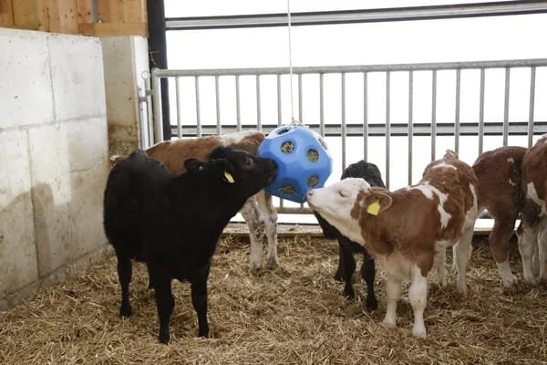 Kerbl - 3210385KER - Futterspielball Blau Für Pferde